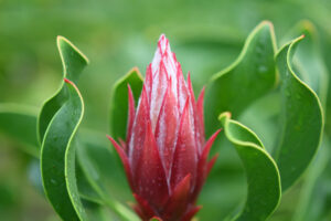 Cynaroides Madiba