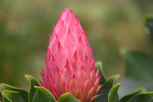 Cynaroides Red Rex