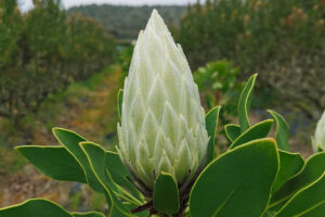 Cynaroides White