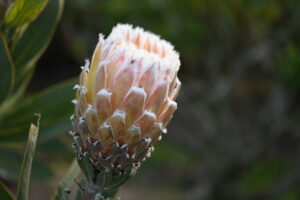 White Magnifica