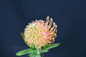 Cordifolium