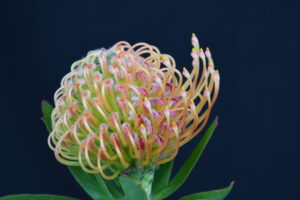 Cordifolium