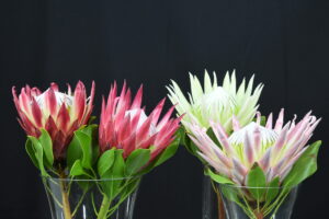 Cynaroides Family