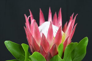 Cynaroides Madiba