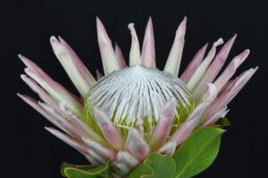 Cynaroides Pink