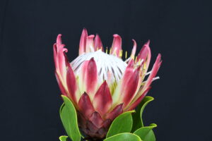 Cynaroides Red Rex