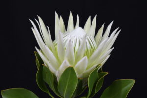 P. Cynaroides White Side