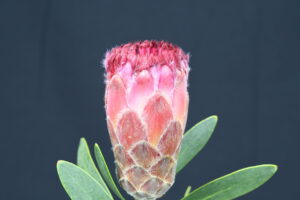 Mundy Ivy Red