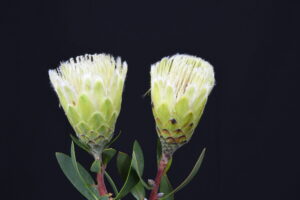 Mundy Ivy White