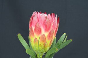 Red Repens