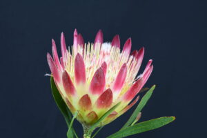 Red Repens