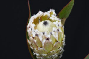 White Magnifica